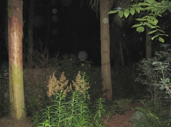 Orb 2