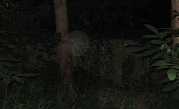 Orb 4