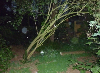 Orb 8