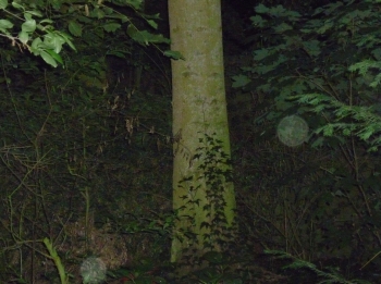 Orb 11