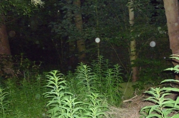 Orb 12
