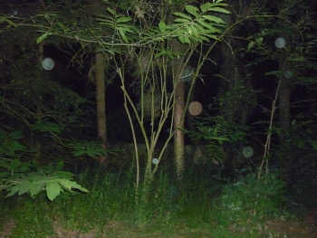 Orb 13