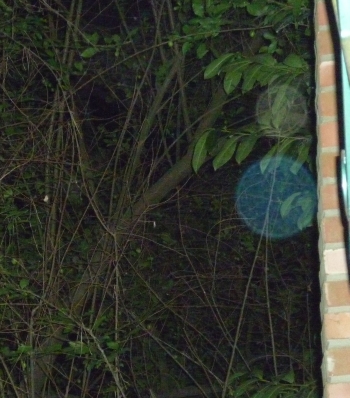 Orb 14