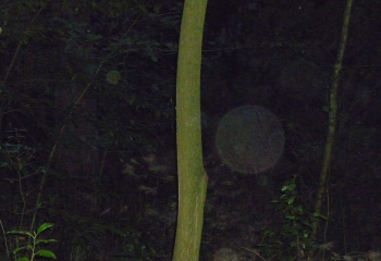 Orb 15