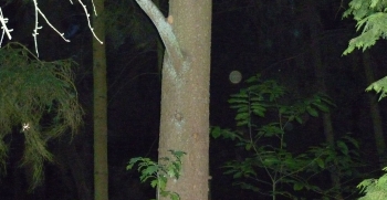 Orb 16