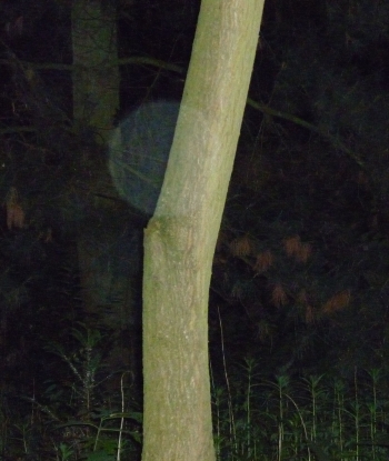 Orb 22