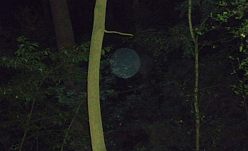 Orb 17