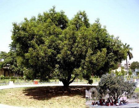 maulshree tree in osho's birtplace